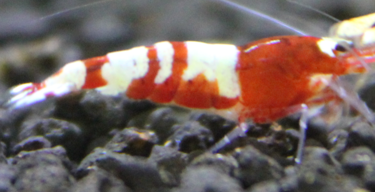 Quel est le plus gros calibre de crevette ?