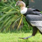 Quel est le plus gros œuf du monde ?