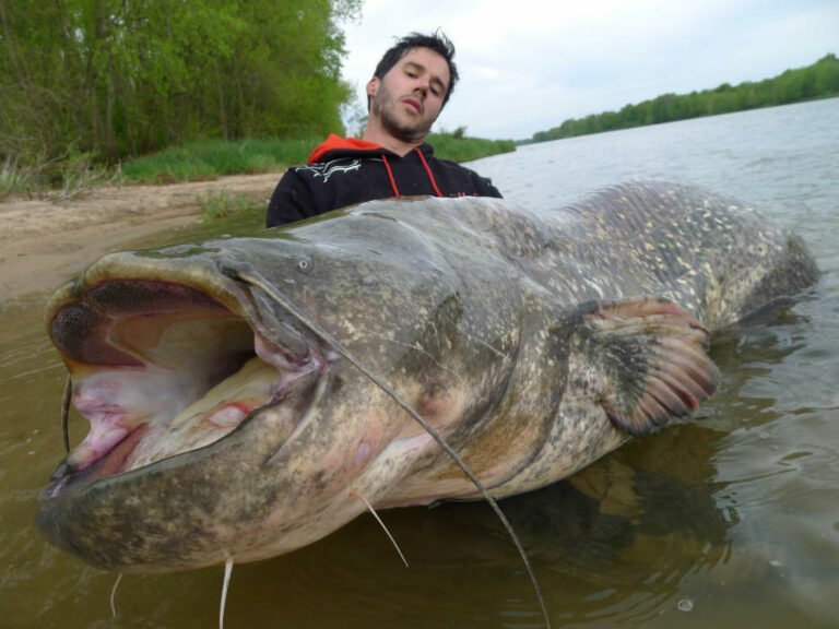 Quel est le plus gros poisson d'eau de mer ?