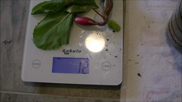 Quel est le poids d’une langoustine ? Quel est le poids d'une langoustine ?