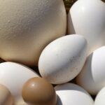 Quel est le poids moyen d'un œuf ?