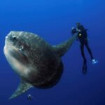 Quel est le poisson du McDo ?