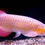 Quel est le poisson le plus cher ?