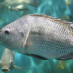 Quel est le poisson le plus consommé dans le monde ?