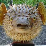 Quel est le poisson le plus dangereux pour l'homme ?