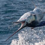 Quel est le poisson le plus fin ?