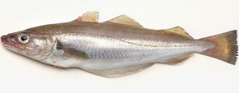 Quel est le poisson le plus maigre ?