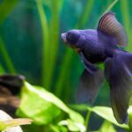 Quel est le poisson le plus résistant en aquarium ?
