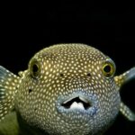 Quel est le poisson le plus venimeux au monde ?