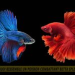 Quel est le poisson qui ressemble le plus à la lotte ?