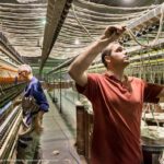 Quel est le premier producteur mondial d'avocat ?