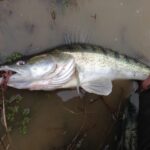 Quel est le prix du filet de sandre ?