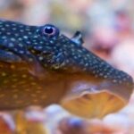 Quel est le prix du poisson ?