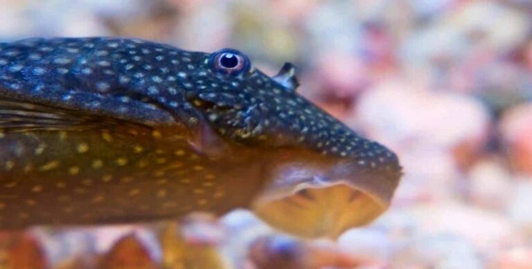 Quel est le prix du poisson ?