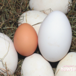 Quel est le prix d'un œuf d'oie ?