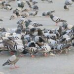 Quel est le prix d'un pigeon vivant ?