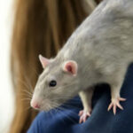 Quel est le prix d'un porcelet vivant ?