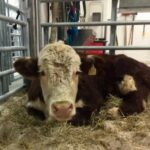 Quel est le prix d'un veau sur pied ?