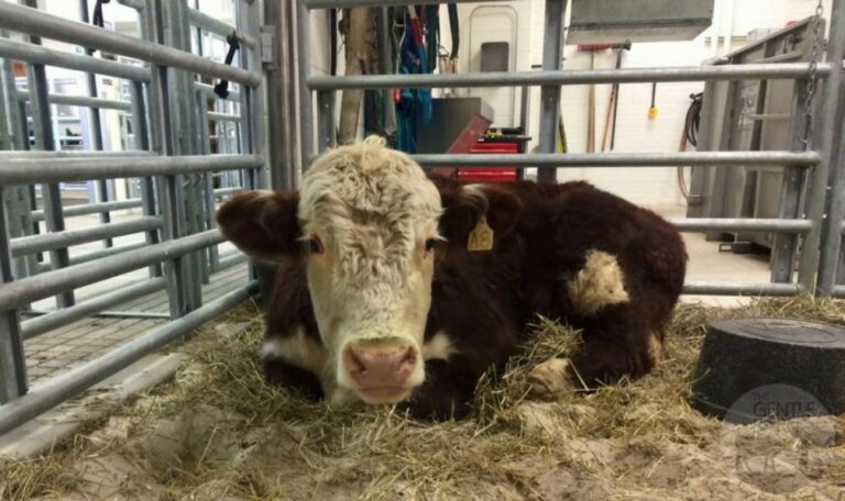 Quel est le prix d'un veau sur pied ?