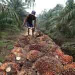 Quel est le problème de l'huile de palme ?