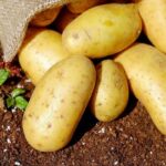 Quel est le rendement d'un hectare de pomme de terre ?