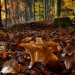 Quel est le rôle des champignons dans le sol ?