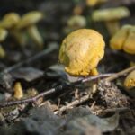 Quel est le rôle des champignons dans une mycorhize ?