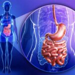 Quel est le rôle du concombre dans l'organisme ?