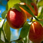 Quel est le symbole de la pomme ?