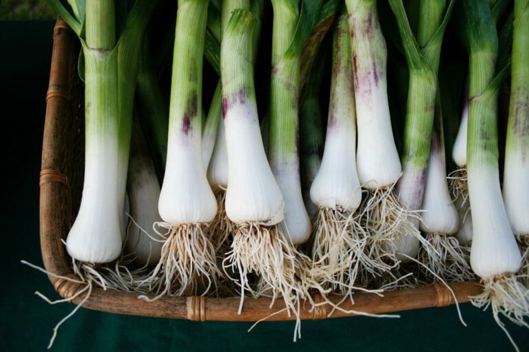 Quel est le temps de cuisson des poireaux ? Quel est le temps de cuisson des poireaux ?