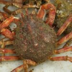 Quel est le temps de cuisson du crabe ?