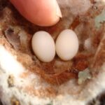 Quel est l'équivalent d'un œuf d'autruche ?