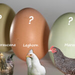 Quel est l'oiseau qui pond les plus gros œufs ?