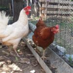 Quel fromage Peut-on donner aux poules ?