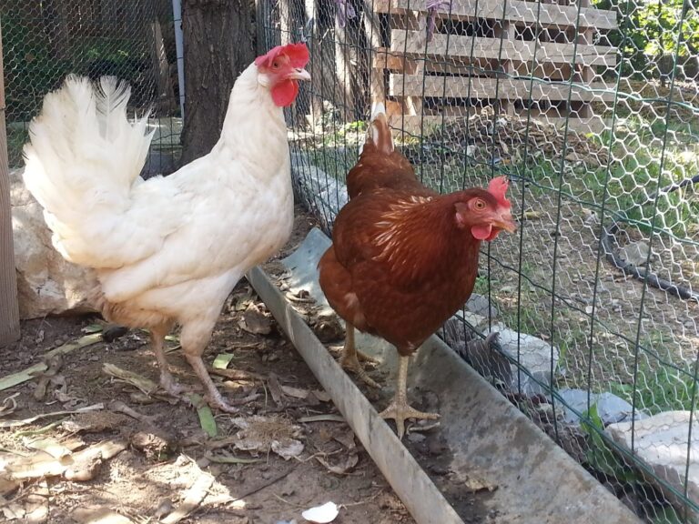 Quel fromage Peut-on donner aux poules ?