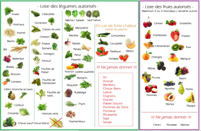 Quel fruit et légume peut manger un lapin ? Quel fruit et légume peut manger un lapin ?