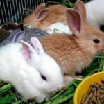 Quel fruit peut manger un lapin ?