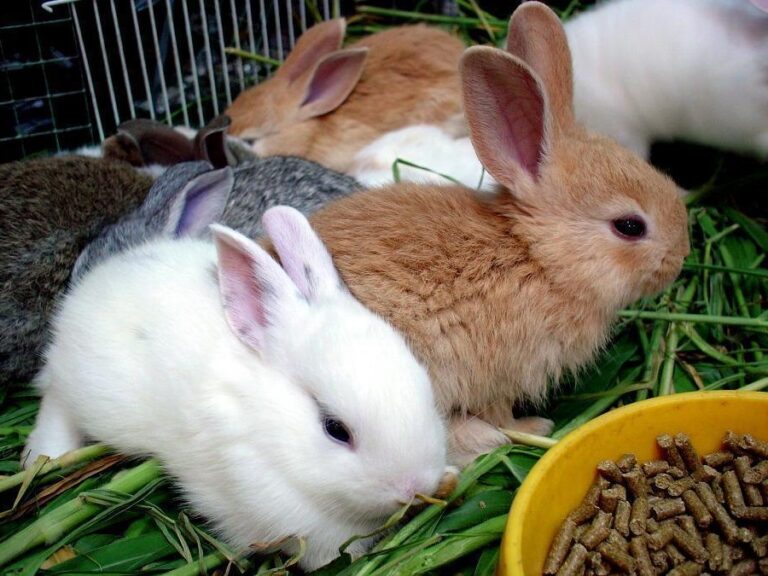 Quel fruit peut manger un lapin ?