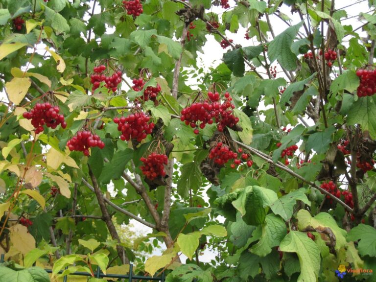 Quel fruit rouge en hiver ?