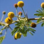 Quel goût à l'acacia ?