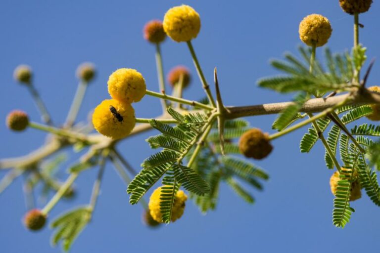 Quel goût à l’acacia ? Quel goût à l'acacia ?