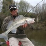 Quel goût a le sandre ?