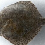 Quel goût a le turbot ?