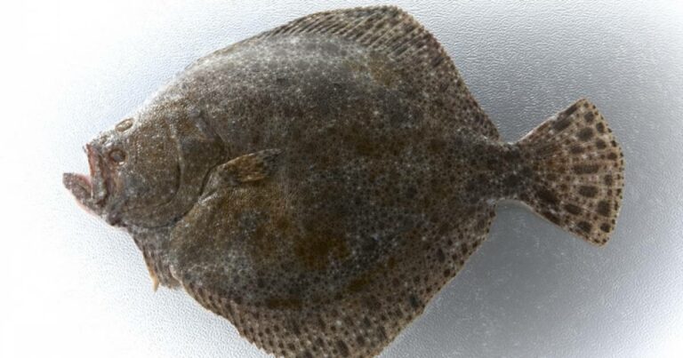 Quel goût a le turbot ?