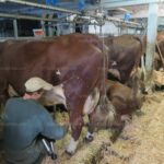 Quel lait de vache pour reblochon ?