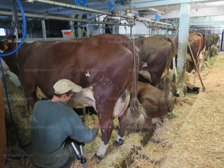 Quel lait de vache pour reblochon ? Quel lait de vache pour reblochon ?