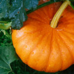 Quel légume avec le potiron ?
