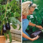 Quel légume planter à côté des aubergines ?