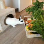 Quel légume pour le lapin nain ?