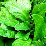 Quel légume pour remplacer les épinards ?